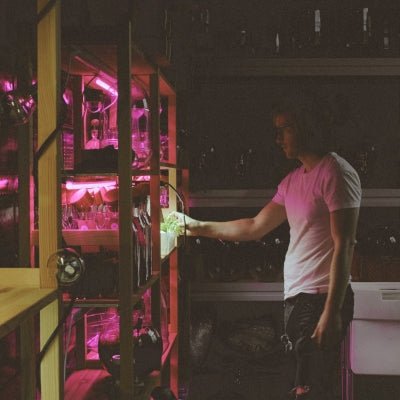 Lampe Horticole : 4 Magnifiques Modèles pour des Plantes en Pleine Santé - Jardin Frais